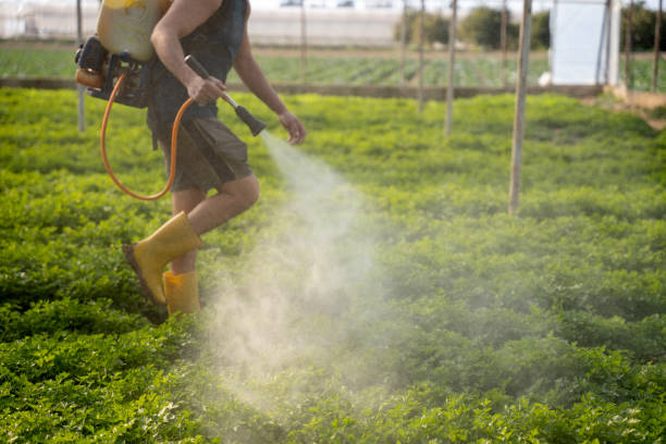 Best Termite Control Services  in Wasco, CA