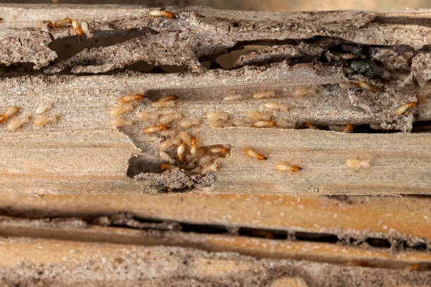 Best Cockroach Control Services  in Wasco, CA